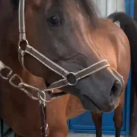 اسب عرب دوسر|اسب و تجهیزات اسبسواری|تبریز, |دیوار