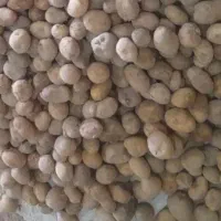 سیب زمینی دامی