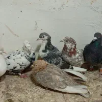 کفتر هوایی ۱۲تا|پرنده|تربتحیدریه, بالا ولایت|دیوار