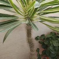 گل طبیعی ماداگاسکار|گل و گیاه طبیعی|پاکدشت, پاکدشت (مامازند)|دیوار