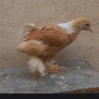 خروس باروک دیلگونی برهما