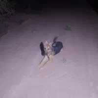 سگ ژرمن ماده ۹ماهه سرحال قیمت ۷تومن تخفیف هم داره