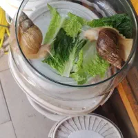 حلزون دوتا فروشی