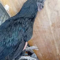 خروس سیاه ذبح رایگان