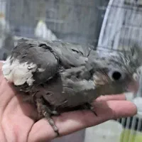 جوجه عروس هلندی وکوتوله برزیلی سرلاکی|پرنده|شیراز, شهرک رضوان|دیوار