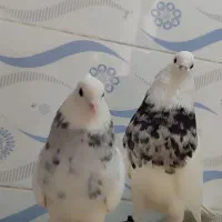 طوقی درجه یک|پرنده|چرام, |دیوار