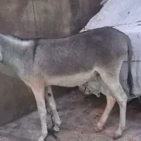 کره الاغ|حیوانات مزرعه|ساوه, |دیوار