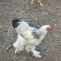 مرغ وخروس برهمااصل|حیوانات مزرعه|شهمیرزاد, |دیوار