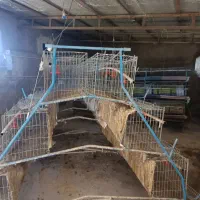 تعدادی قفس مرغ تخم گذار