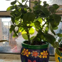 گلهای شاداب|گل و گیاه طبیعی|یاسوج, |دیوار