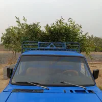 نهال اکلاپتوس تنه قرمز زود رس|گل و گیاه طبیعی|شوش, |دیوار