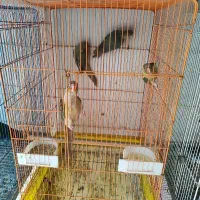 ۴ عدد پایین اپل ماده