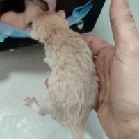 پرشین سفید و رنکی