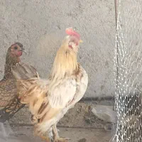 خروس یوسل بلژیکی