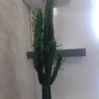 گل جوان