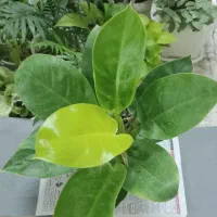 کافیه بپسندی و انتخاب کنی و درب منزلت تحویل بگیری