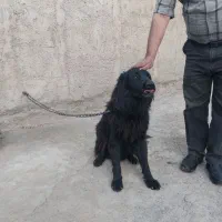 واگذاری سگ ژرمن شپرد بلک|سگ|باقرشهر, |دیوار