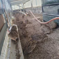 بلدرچین ماده ۷۰ روزه