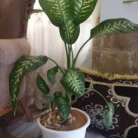 گل دفین و آپارتمانی