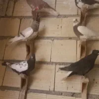 کفتر رنگی و جوان|پرنده|شیراز, گویم|دیوار