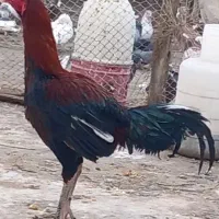 خروس لاری