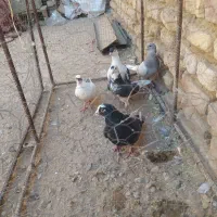 کبوتر نر وماده