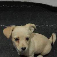 واگذاری سگ پامر اشپیتز