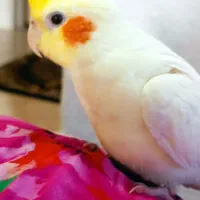 عروس هلندی گم شده