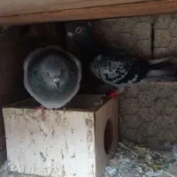 طوقی|پرنده|آبپخش, |دیوار