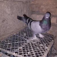 ترکیه