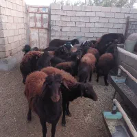 بره قزل افشار خالص