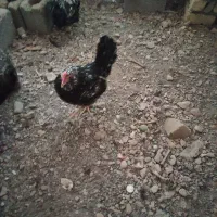 تخم مرغ نطفه دار گلین|حیوانات مزرعه|نجف‌آباد, امیرآباد|دیوار