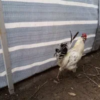 خروس گلین سرحال