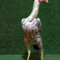 جوجه های لاری اوشامو (کوکو)|حیوانات مزرعه|تهران, اقدسیه|دیوار