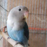 گم‌شدن طوطی برزیلی آبی