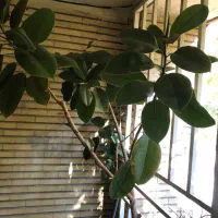 گل های مختلف ورق بزنید