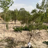 باغ بادام نزدیک شهر