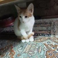 گربه های دو الی ۳ ماه میکس