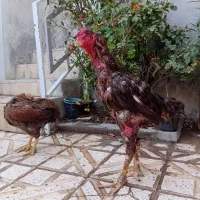 خروس لاری پا مرغی