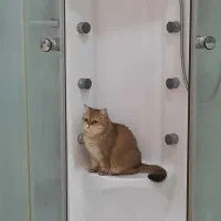 گربه بریتیش ماده