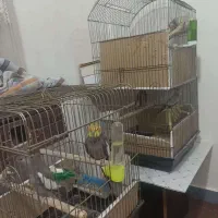 پرنده|پرنده|اهواز, معین زاده|دیوار