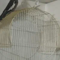 یک عدد عروس هلندی نر|پرنده|نگین شهر, |دیوار