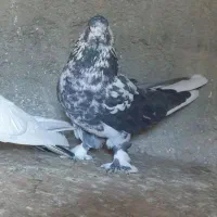 کبوتر جغ جغ کاکلی ماده پرش بازیدار کله سبز نر قطلی