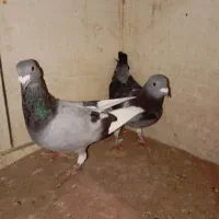 پلاکی|پرنده|اهواز, کمپلو جنوبی|دیوار