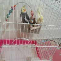 دوتا عروس نر ماده