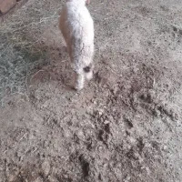 بر ه نر