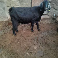 بزآبستن|حیوانات مزرعه|صحنه, |دیوار