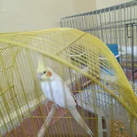 یک عدد عروس هلندی نر