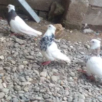 معاوزه کفتر طوقی با...