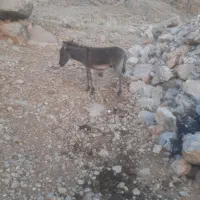 الاغ